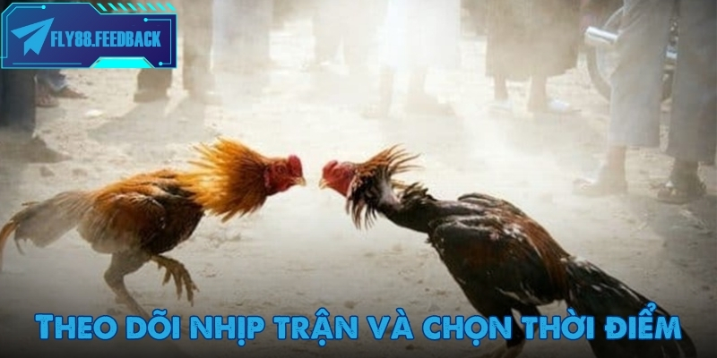 Đá gà Fly88 Theo dõi nhịp trận đấu kỹ càng trước khi đặt cược đá gà
