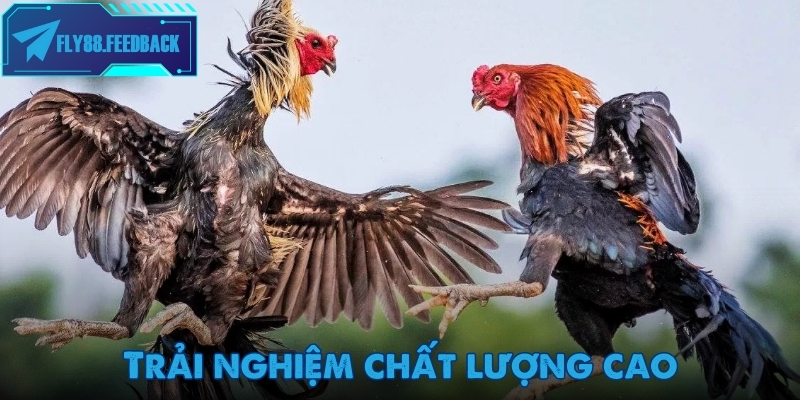 Đá gà Fly88 Trải nghiệm chất lượng cao khi tham gia đá gà Fly88