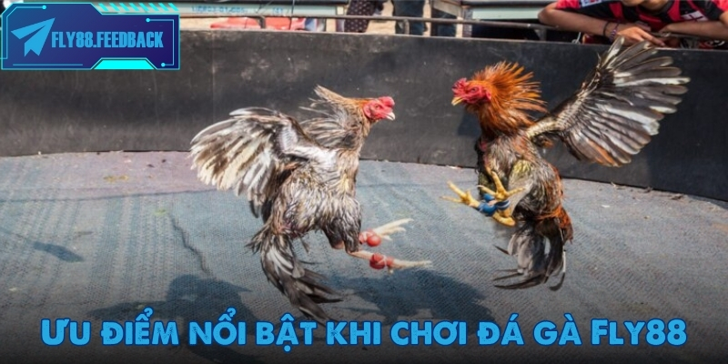 Đá gà Fly88 Điểm danh những ưu điểm nổi bật khi chơi đá gà Fly88